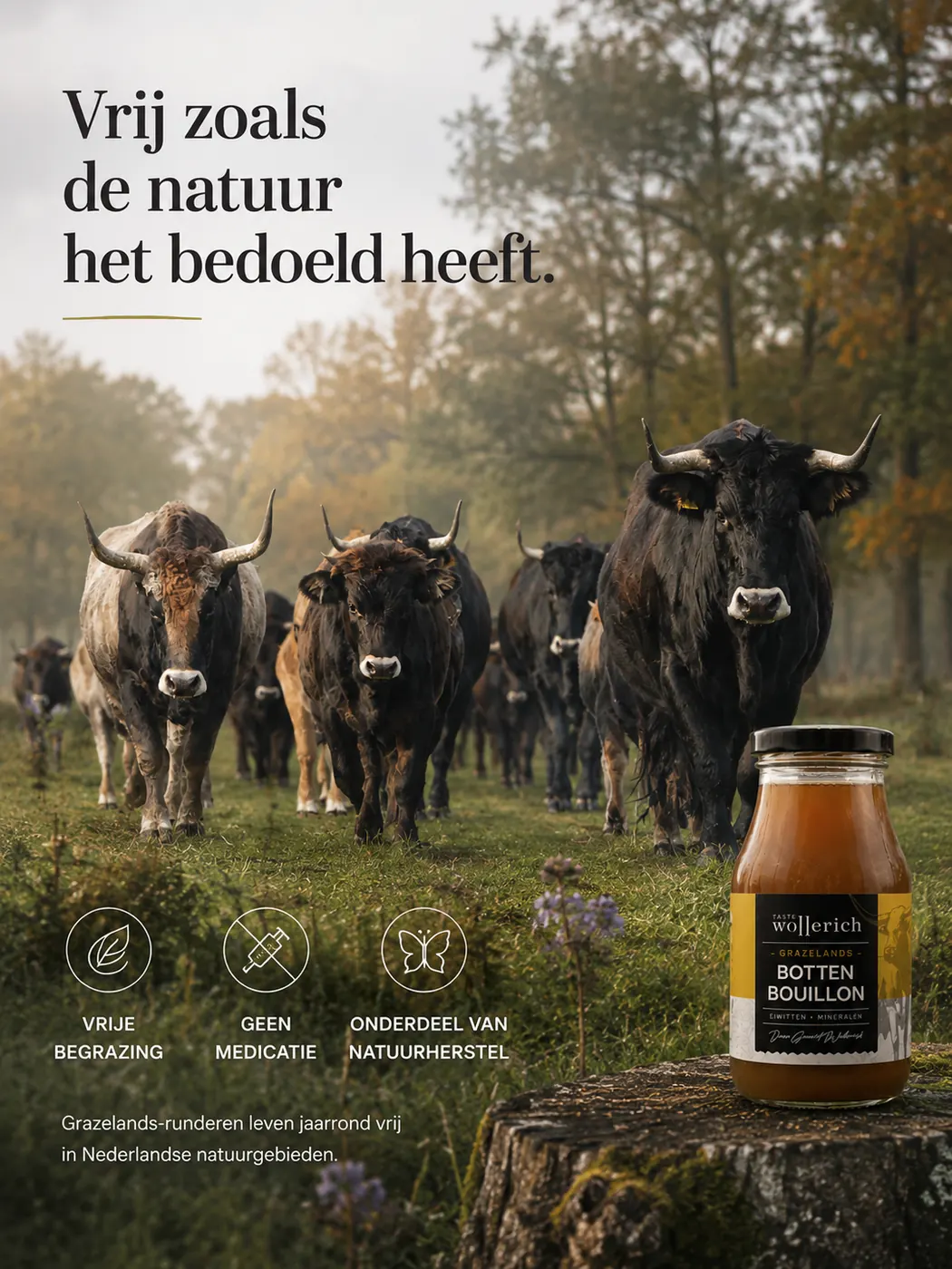 Grazelands-runderen in Nederlandse natuur met bottenbouillon: vrij begraasd, zonder medicatie, onderdeel van natuurherstel
